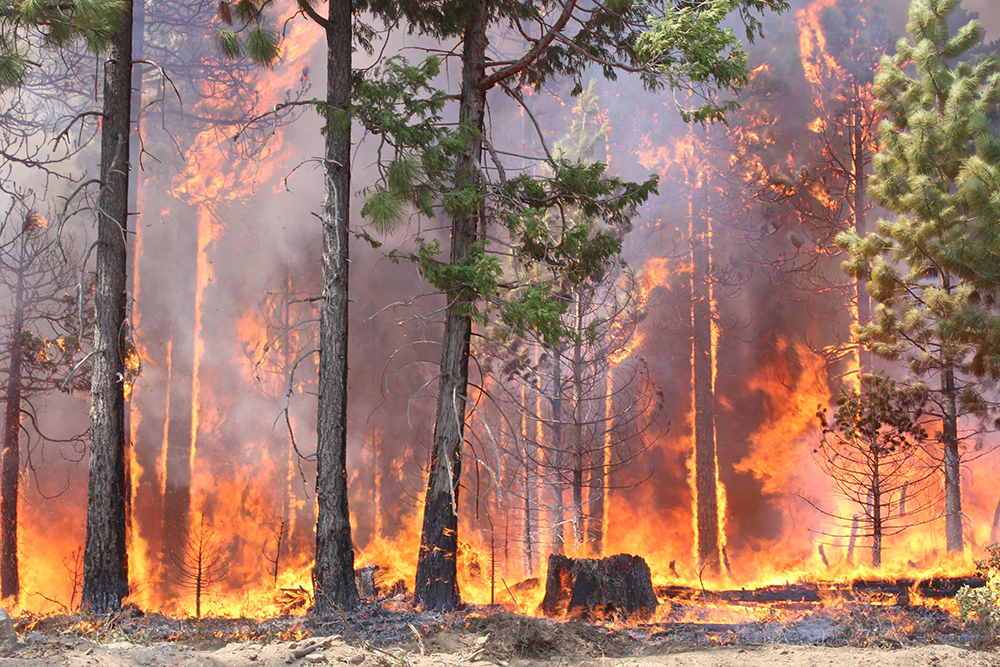 Read more about the article Medidas Preventivas I Defesa da floresta contra incêndios